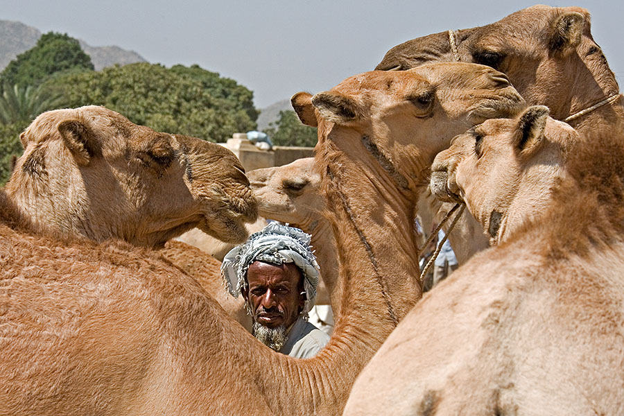 50   Tigre man on the camel market